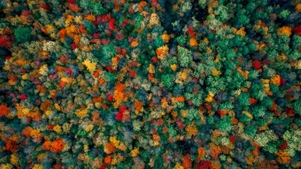 Autumn Forest Aerial view 4K Wallpaper