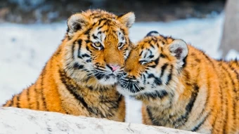 Tigers Pair 4K