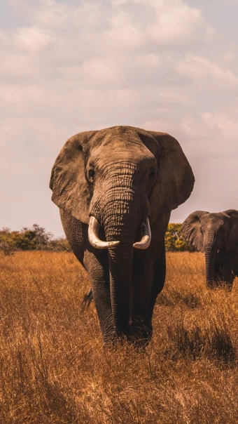 African bush elephant Phone Wallpaper