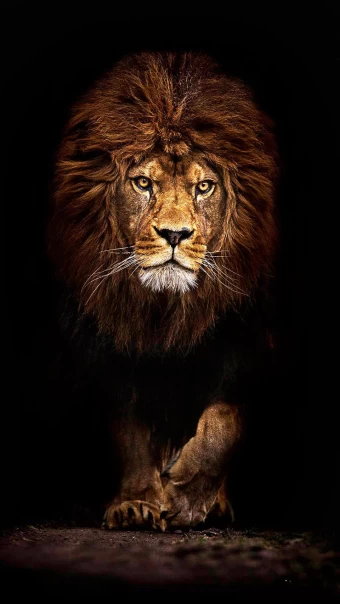 Amazing Lion black art Wallpapers