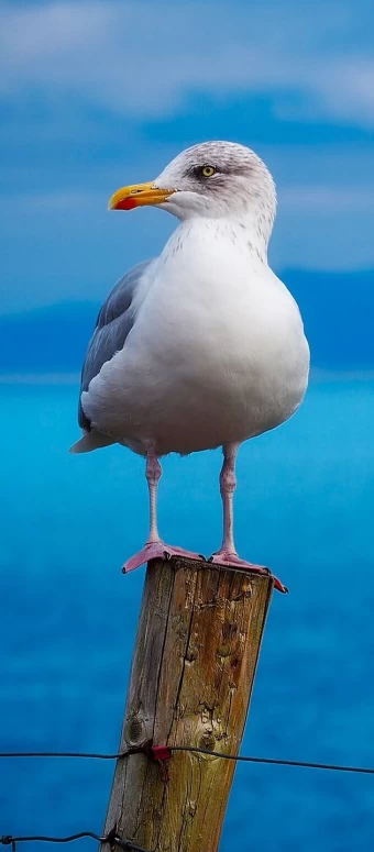 Seagull bird standing on a wood post  Beautiful birds,  Coastal birds, Sea birds