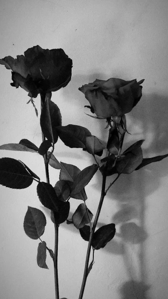 Black roses wallpaper, Flowers black background, Flower  background wallpaper