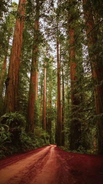 Redwood Forest Wallpapers