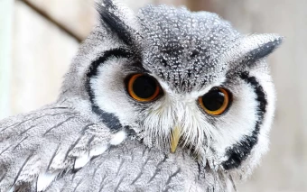 Cute Owl MacBook Air Wallpaper