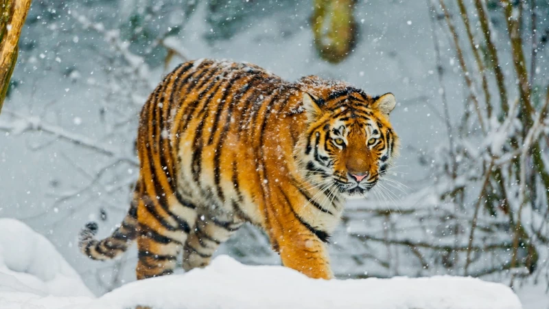 Bengal tiger Snowfall Winter 4K Wallpaper