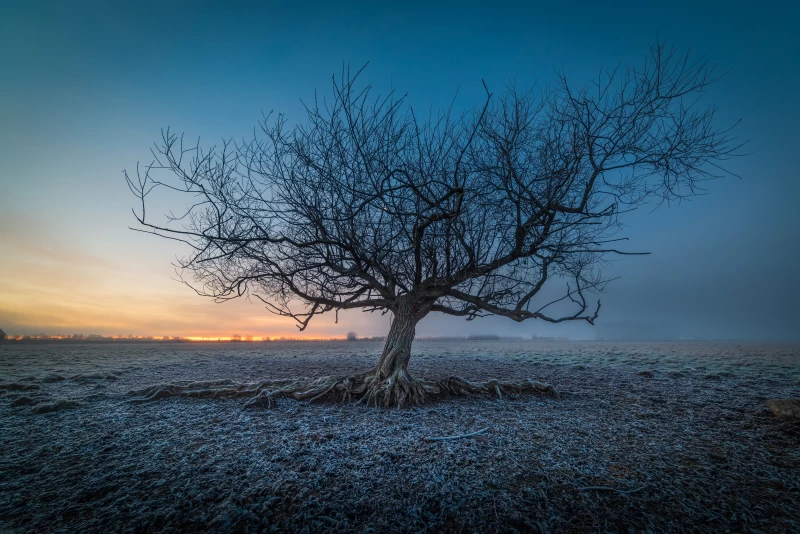 Frozen Tree 5k Wallpaper