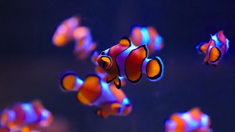 Clownfishes in Aquarium 4K Wallpaper