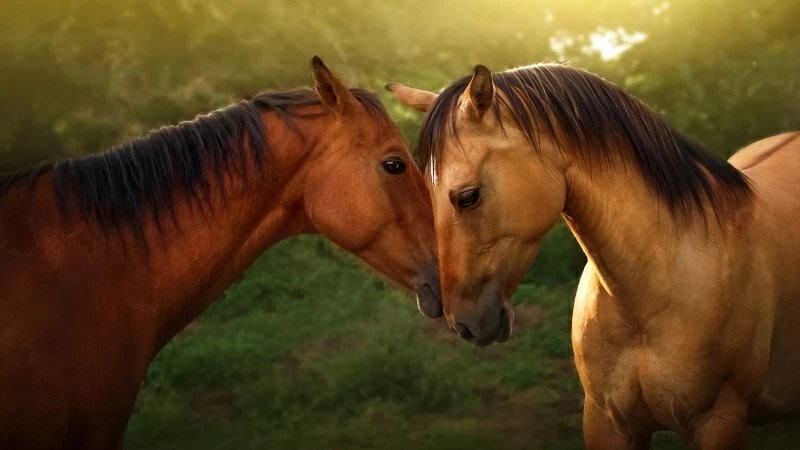 Horses Pair 4K Wallpaper