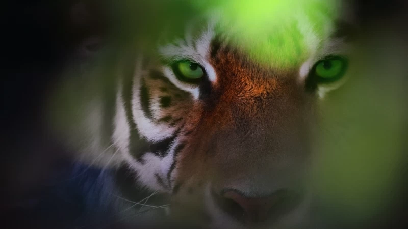 Tiger Eyes Wallpaper