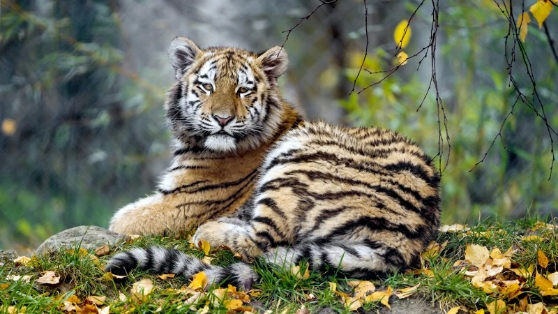 Young Tigress 4K 5K Wallpaper