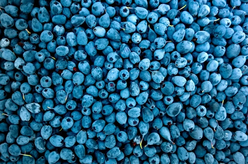 Blueberries Wallpaper