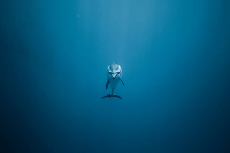 Dolphin Underwater 5k Wallpaper