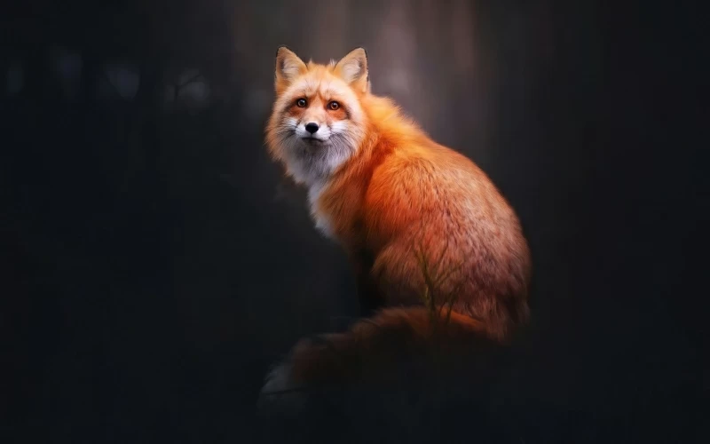 Fox Digital Art 4k Wallpaper