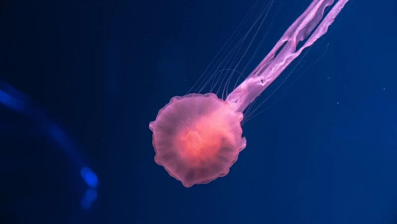 Jellyfish Underwater 4k 5k Wallpaper