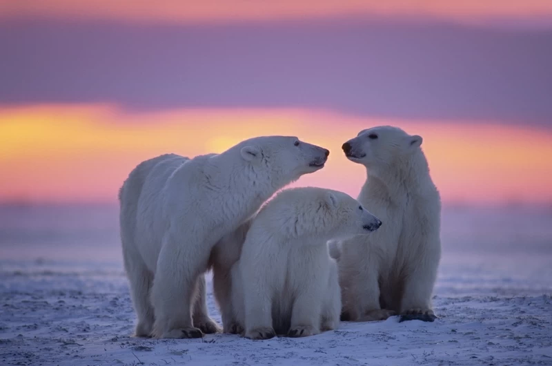 Polar Bear Family Wallpaper