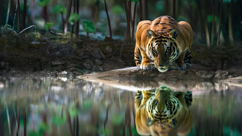 Tiger Glowing Eyes Drinking Water 4k Wallpaper