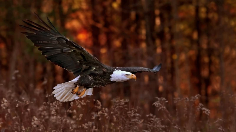 Bald Eagle Flight Wallpaper