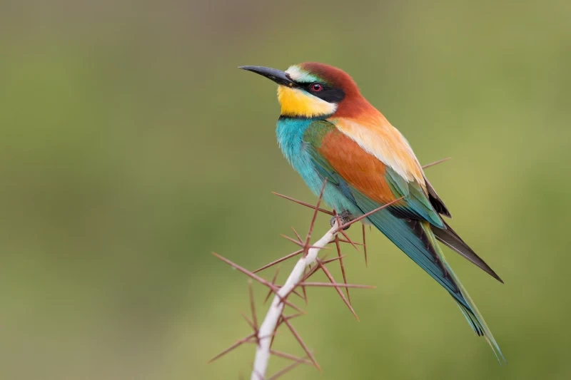 Bee Eater Bird 5k Wallpaper