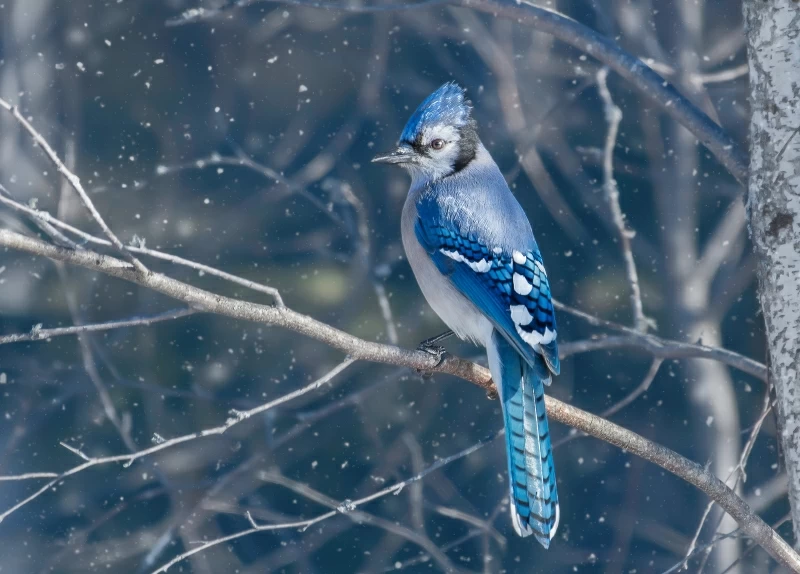 Blue Jay Bird 4k Wallpaper