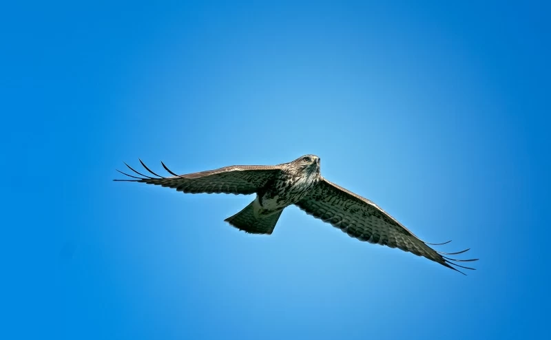 Eagle In Sky Wallpaper