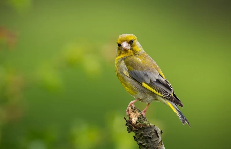 European Greenfinch Wallpaper