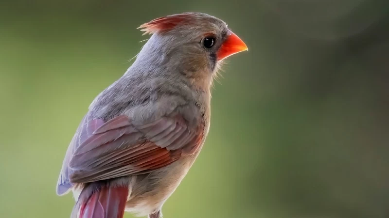 Female Cardinal Sitting On The Fence Wallpaper