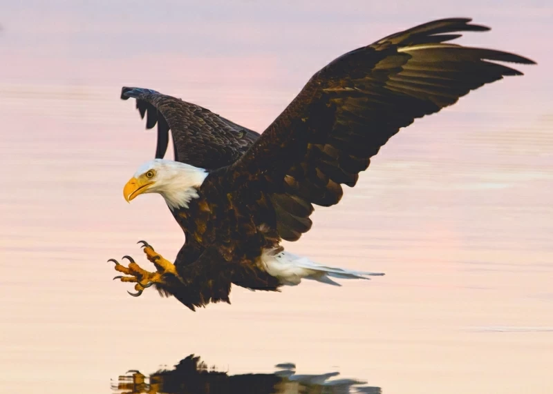 Soaring Eagle Over Water Body Wallpaper