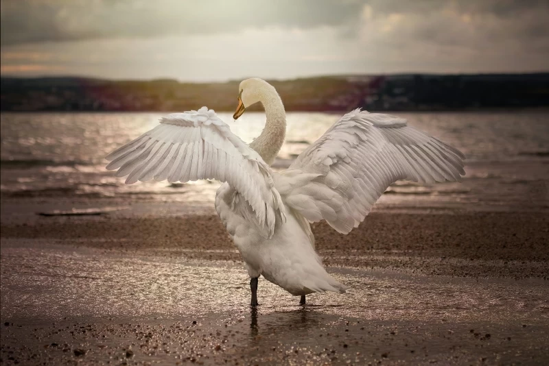 Swan Opening Wings 4k Wallpaper