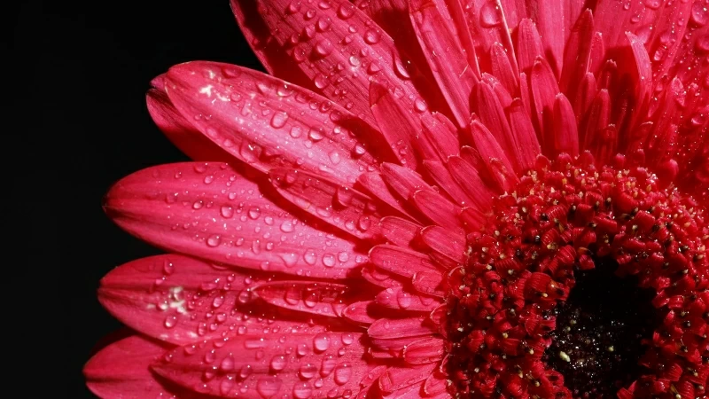 Pink Gerbera Flower 4K Wallpaper