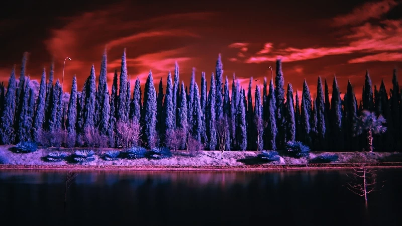 Red Sky Pine Tree Landscape 4K Wallpaper