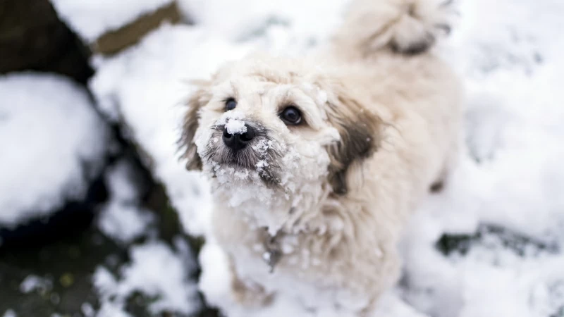 Cute dog in Winter Snow 4K 5K Wallpaper