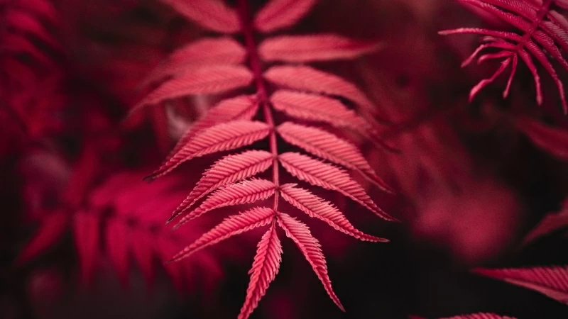 Red Plant 4K Wallpaper