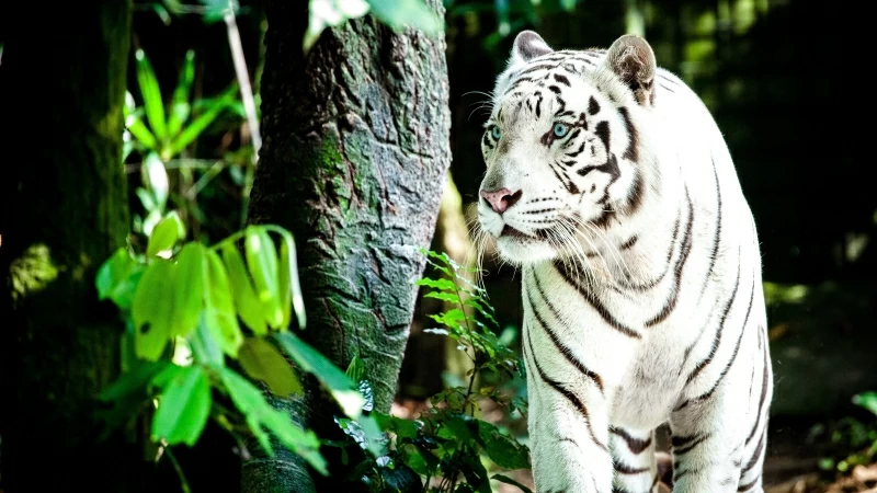 White Tiger 4K Wallpaper