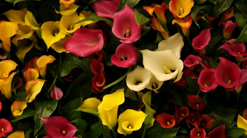 Colorful Flowers 5K Wallpaper