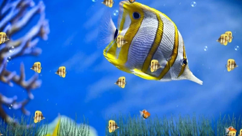 Animated Fishes Underwater HD Animated Wallpaper