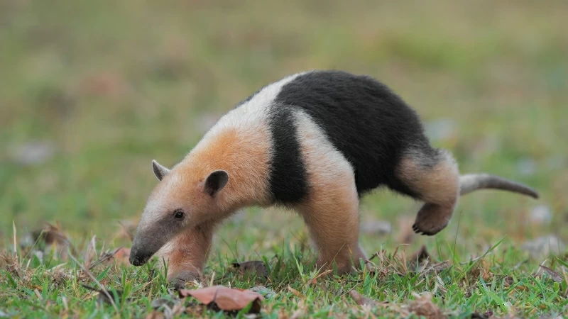 Anteater Is Walking On Green Grass In Blur Green Background HD Animals Wallpaper