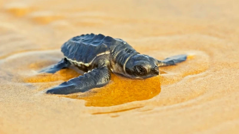 Baby Animal Reptile Sand Sea Turtle HD Animals Wallpaper