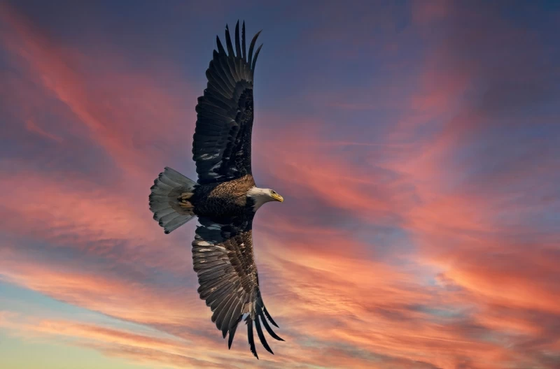 Bald Eagle Open Wings Sky 5k Wallpaper