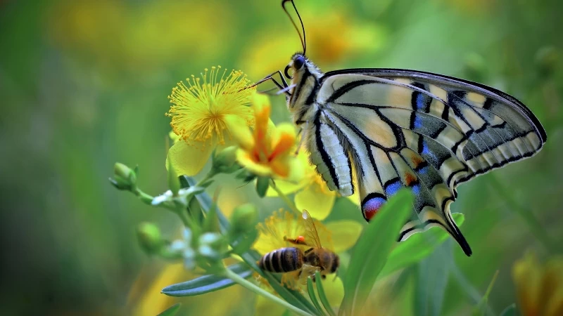 Beautiful Colorful Butterfly On Yellow Flower In Blur Green Background 4K 5K HD Butterfly Wallpaper