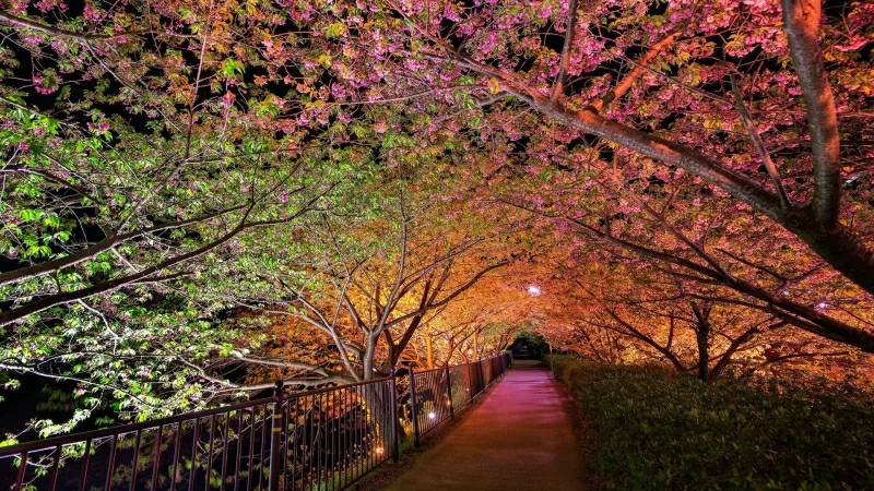 Beautiful Night Spring Park Alley Lights HD Nature Wallpaper