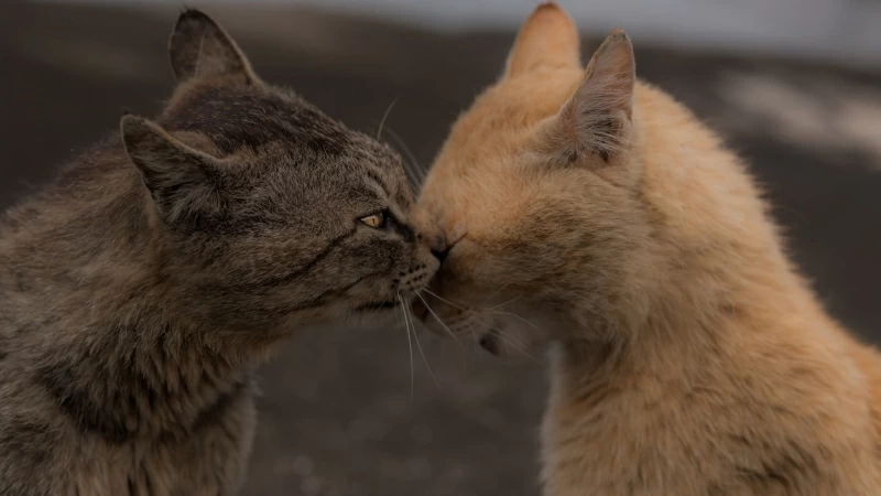 Black Cat Is Standing Close To Brown Cat HD Cat Wallpaper