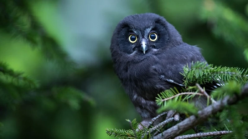 Black Owl In Blur Green Background Is Standing On Tree Branch HD Owl Wallpaper