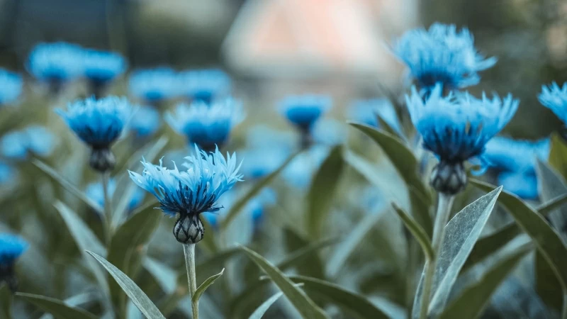 Blue Flowers Field Buds Floral 4K HD Flowers Wallpaper