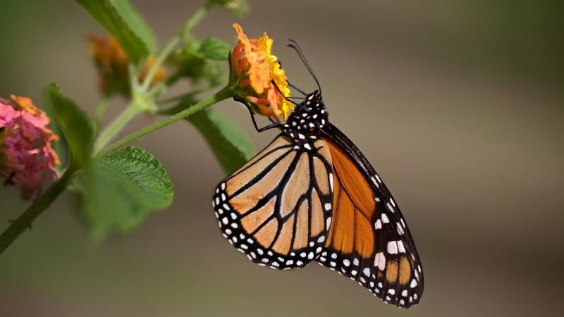 Brown Black Butterfly Is Standing On Flower 4K HD Butterfly Wallpaper