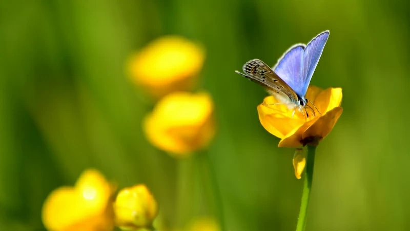 Brown Blue Butterfly Is Standing On Yellow Flower In Blur Green Background 4K HD Butterfly Wallpaper