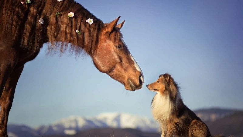 Brown Horse Is Standing Near Border Collie Dog HD Animals Wallpaper