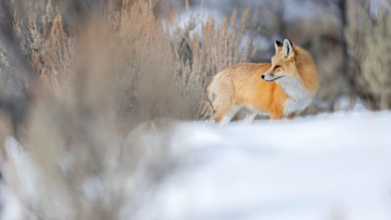 Brown White Fox Is Standing On Snow In Dry Grass Background 4K 5K HD Fox Wallpaper