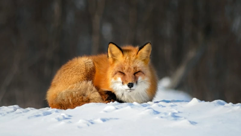 Brown White Fox With Closing Eyes Is Sitting On Snow In Blur Forest Background HD Fox Wallpaper