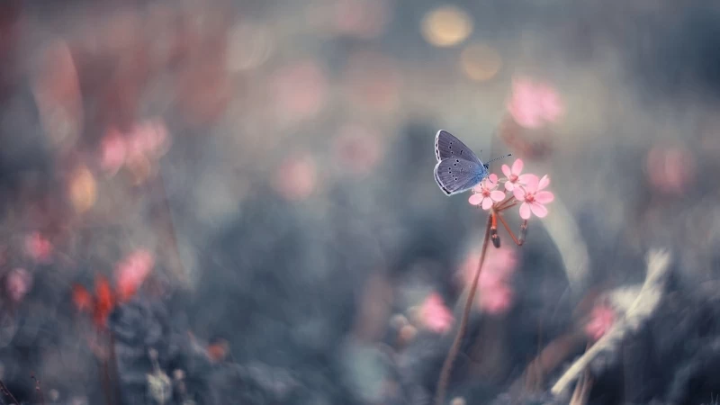 Butterfly On Pink Flower HD Butterfly Wallpaper