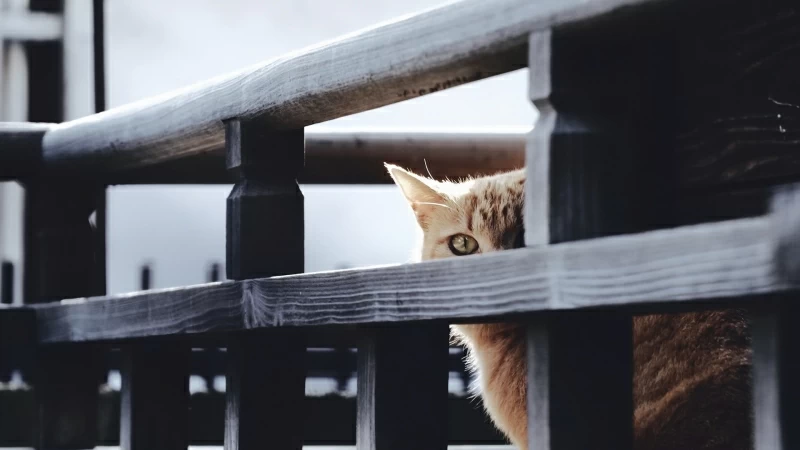 Cat Is Standing Near Wood Fence HD Cat Wallpaper